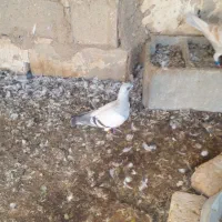 فروش کبوتر|پرنده|نی‌ریز, |دیوار