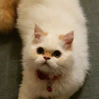 گربه فروشی نیست