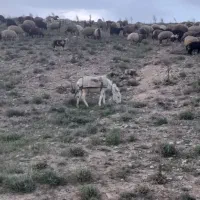 خر ماده آروم