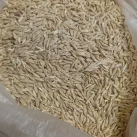 کاه لوبیا کاه گندم دیم