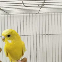 مرغ عشق ماده بالغ فقط190|پرنده|شریفآباد, |دیوار