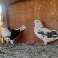 ۵۰ تا کفتر یجایی