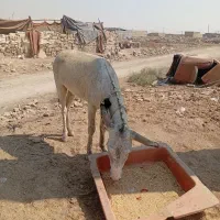 الاغ نر|حیوانات مزرعه|اهواز, علی آباد|دیوار