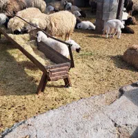 میش وبره|حیوانات مزرعه|مهریز, |دیوار