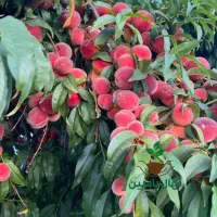 ارقام نهال دستچین شده برای باغداران امسال