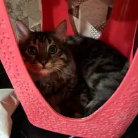 گربه گمشده مژدگانی ۲میلیون تومان|حیوانات|تبریز, |دیوار