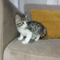 واگذاری بچه گربه