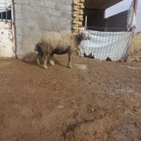 یک رس گوسفندجوان بابره نربفروش میرسد