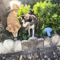 سگ گلدن نر و هاسکی ماده|سگ|ماسال, |دیوار