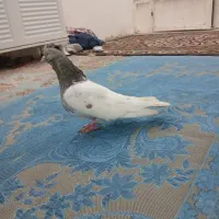 کبوتر کله|پرنده|بجنورد, |دیوار