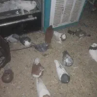 سلام 40 عدد کفتر نر ماده هم پلاکی  هم رنگی|پرنده|مرودشت, نقش رستم|دیوار