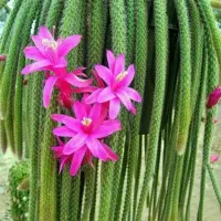 سفر تفریحی زیارتی گردشگری