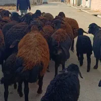 25 راس گوسفند شیشک بره دار و آبستن سنگین