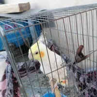 4تا عروس هلندی