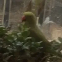 با سلام یک عدد طوطی ملنگو بالق یکساله قیمت ۵