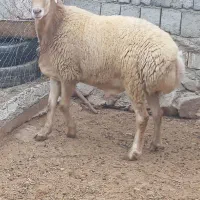 قوچ کره اصل مغانی