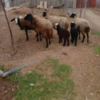 میش بره دار