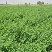 دو تن یونجه خرمن کوب شده