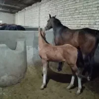 اسب مادیون سواری دار معاوضه با موتور گوسفند|اسب و تجهیزات اسب‌سواری|شیراز, دانشکده دامپزشکی شیراز|دیوار