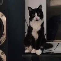 واگذاری گربه رایگان