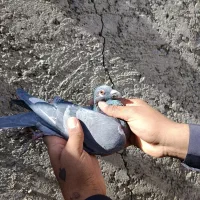 کبوتر المانی و کرمانی|پرنده|زاهدان, |دیوار