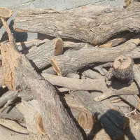 چوب خشک مخصوص ذغال|خدمات باغبانی و درختکاری|خمینی‌شهر, |دیوار