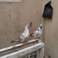 کفتر پرشی|پرنده|قم, علی آباد سعدگان|دیوار