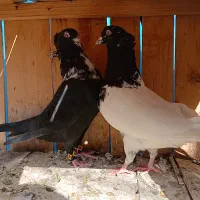 کفتر رنگی واقعا درست|پرنده|قم, یزدانشهر|دیوار