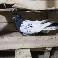 11عددکبوتر فروشی