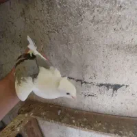 ۳تا عروسک زیبا