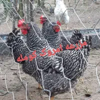 جوجه ی امروک آمریکایی اصیل|حیوانات مزرعه|لنگرود, |دیوار