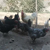 مرغ و خروس گلین|حیوانات مزرعه|کرج, ملک‌آباد|دیوار