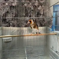 سهره دهن لر(سبک خرم اباد)