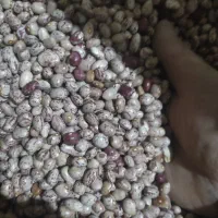 شریک زمین اطراف بوسجین