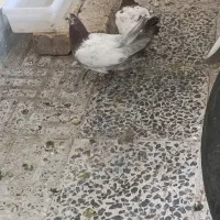 جوجه کاشونی