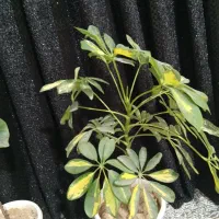 گل فروشی|گل و گیاه طبیعی|ایذه, |دیوار