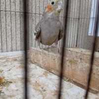 معاوضه عروس هلندی با مرغ محلی