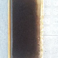 پوکه زنبور عسل