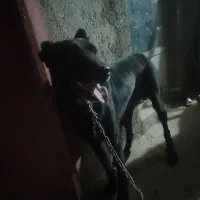 پیداشده