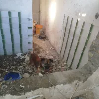 سگ پاکوتاه|سگ|گرگان, |دیوار