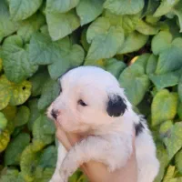 توله سگ شیتزو|سگ|زرند, |دیوار