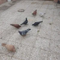 کبوتر|پرنده|آهوران, |دیوار