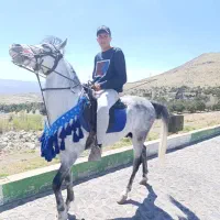 اسب‌ نریان|اسب و تجهیزات اسب‌سواری|زنجان, |دیوار