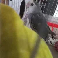 جفت کوتوله|پرنده|مشهد, بهاران|دیوار