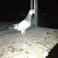 پرنده کبوتر سوسکی سبز|پرنده|گنبد کاووس, |دیوار