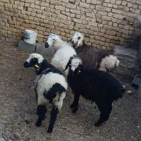 بره میش|حیوانات مزرعه|ابریشم, |دیوار