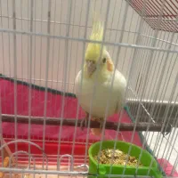 عروس هلندی نر