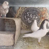 کفت|پرنده|فولادشهر, زاینده رود|دیوار