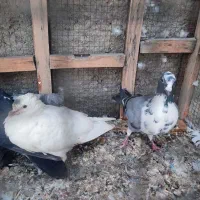 کبوتر ارزان جم|پرنده|جم, |دیوار