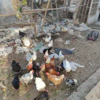 فروش مرغ بومی یک ساله|حیوانات مزرعه|خمینی‌شهر, |دیوار